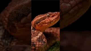#snake #snakelover #snakesofig #snakeofinstagram #snake🐍 #snakemorphs #snakkomdet