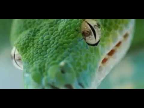 THE GREEN TREE PYTHON