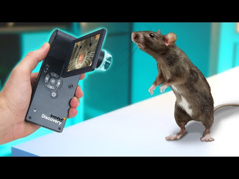 HOW A RAT LOOKS UNDER THE MICROSCOPE? WHAT CAN YOU SEE IN  $250 POCKET MICROSCOPE?