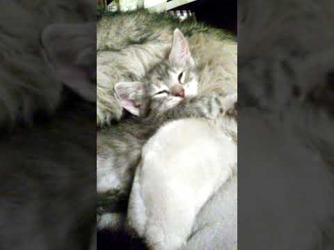 Kitties