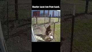 Rooster Said, “Not Today Satan!” 🐓🤣#backyardchickens #rooster #hawk #shorts #short
