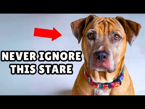 The Real Reason Dogs STARE at You Is Surprising 🥺 (The Secret Behind That Intense Gaze)