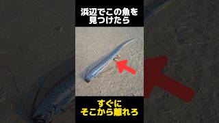 浜辺で見つけたら逃げた方がいい魚の都市伝説に関する雑学