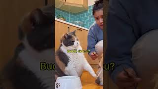 Cat Framed the Dog Perfectly