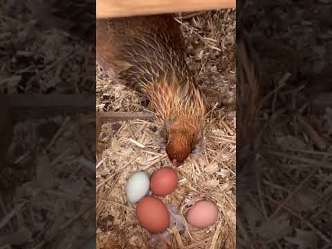 Chicken eagle trying to break the egg الدجاجة النسر تكسر البيض