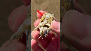 How To Find Sand Piggies EASY! #shorts #nature #animals