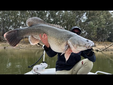 1m+ MURRAY COD - LEGOHEAD LURES !!!