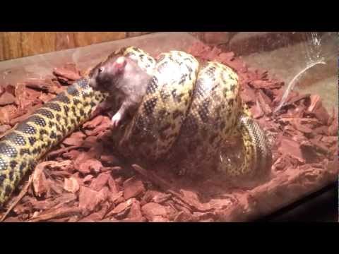 Yellow Anaconda eating