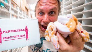 UNBOXING RARE ALBINO PIED BALL PYTHONS!! | BRIAN BARCZYK
