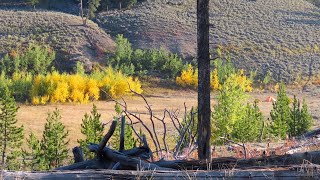 Early Morning Hike on the Lamar River Trail - Yellowstone National Park