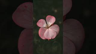 #MacroPhotography ​#NatureMacro ​#FlowerVideo ​#CinematicNature ​#MoodyVibes ​#DarkAesthetic