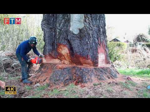 Extreme Large Tree Felling Process in the USA – You Won’t Believe What They Do With Massive Logs