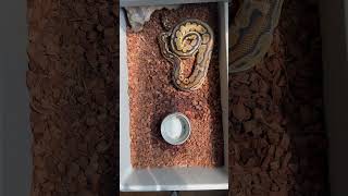 Pastel het genetic stripe ball python wraps up a rat “it’s a wrap” #ballpython #snakes