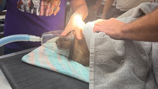 Vet visit for the new beavers 