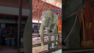 Ek 🐘 Mota Hathi Milgaya 😂