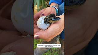 A couple found an crocodile egg and then raised it #animalshorts #animalrescue #shortvideo
