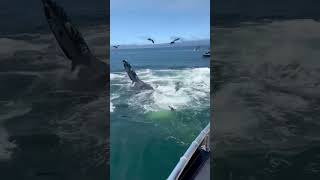 Whales Ballet #WhaleBallet #OceanMagic #MarineLife #NaturePoetry #WhaleWatching #WildlifeVideo