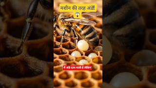 रानी मधुमक्खी का सुपरपावर! 🐝 #Shorts
