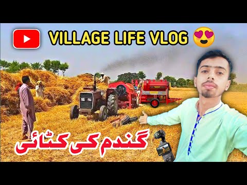 Thresher Machine Vlog 😘 Gandamka fasal Vlog 💞 subscribe my channel  #viralvideo #vlog #villagelife