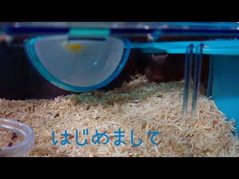 ゴールデンハムスターズ