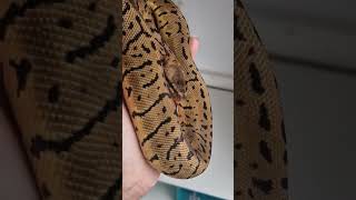 Lemonblast Confusion het pied ball python #reptiles #snake #reptile #ballpython #pets #animals