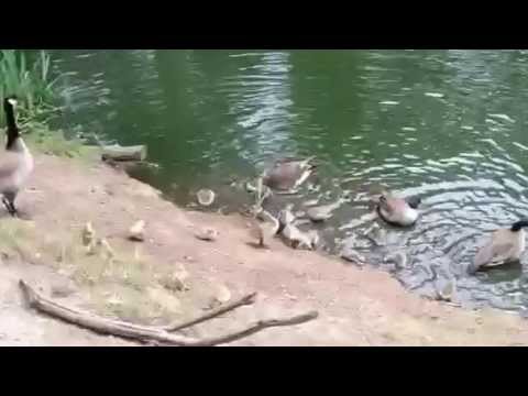 Family of ducks