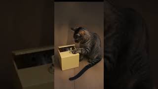 Cat vs. Mouse Prank Box 🐱🐭 | Funny Video You Can’t Stop Watching!
