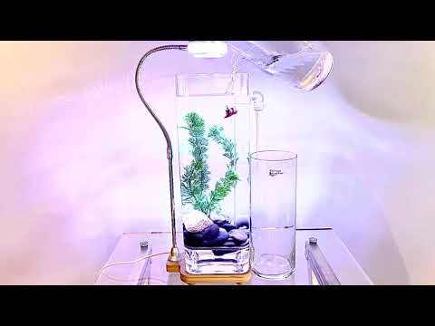 NoClean Aquariums Self-Cleaning Betta Aquarium Demo