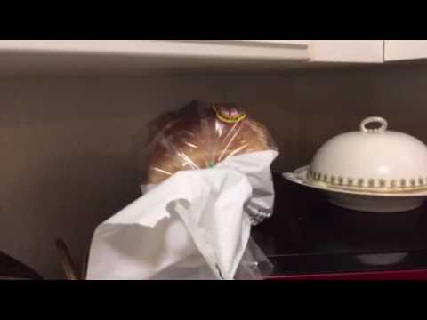 A Stikbot's Daily Struggle for Breakfast