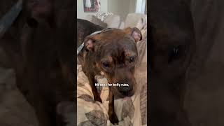 Watch This Abused Pittie Surprise His Foster Mom With Cuddles | The Dodo