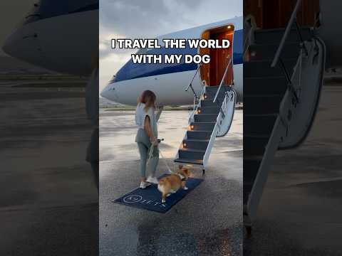 HOW I TRAVEL AROUND THE WORLD WITH MY DOG #dog #travel #fly #airlines #airport #traveldog