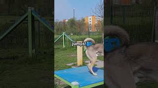 #ChiensDrôles #VidéoChien #كلاب #كلاب_مضحكة #كلب_لطيف #فيديو_كلب #كلبي #نباح_كلب #كلب_يتكلم #