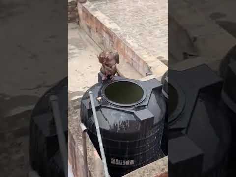 🐒 Monkeys enjoying bath.funny monkey