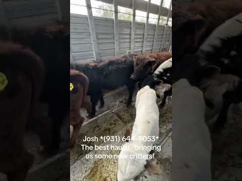 Thank you Josh! As alwasy, safe and perfect transport! #highlander #minicows #cattlehaul #cow