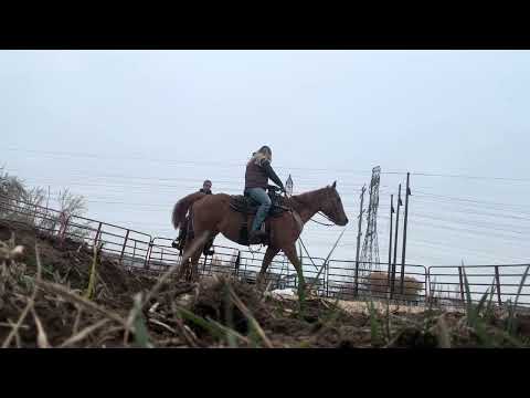 Haydin’s first ride on project pony. Me on client horse.
