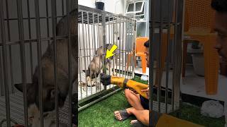 Aggressive Wolf Turns Silent When This Dog Appears 😳