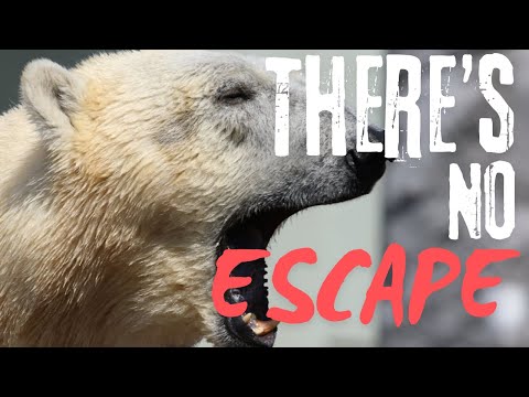 What are the TOP 5 most DANGEROUS animals in Canada?