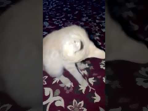 My cat 😸 is very happy today.#cat #trending #catshirt #subscribe #viral...