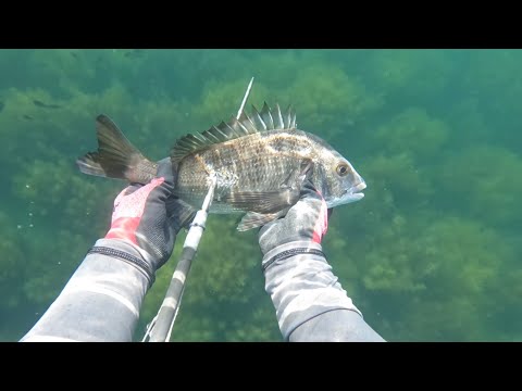 【魚突き】釣り師が好きな銀の魚を突きまくる🏹