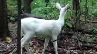Albino Fawn
