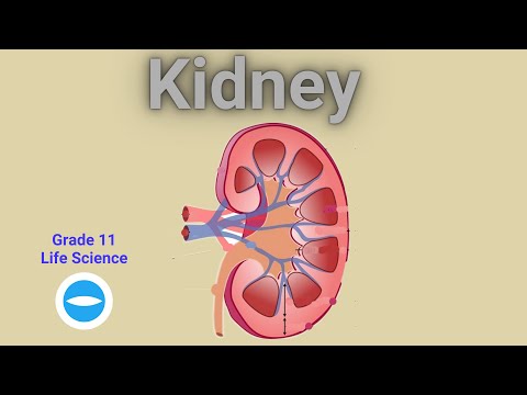 Human Excretion | Urinary System | Kidney structure and function | Life Science grade 11
