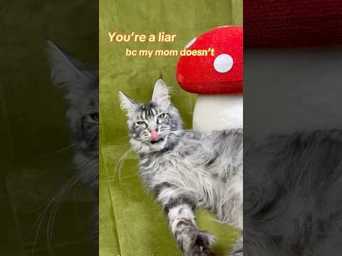 #hardtruths #catfacts #catmom #funnycats #artemisthecat