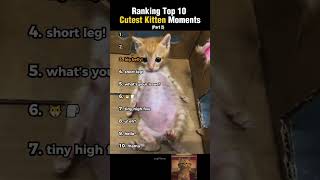 Ranking Top 10 Cutest Kitten Moments! (part 2)