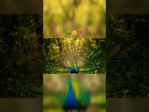 🗣️ what do you ... the most 💯 | nature is best 🌳 always satisfying 🍀☘️🌱 #nature #naturelovers #new