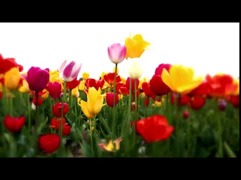 Field of Colorful Spring Tulips. Skagit Valley Tulip Festival, Washington