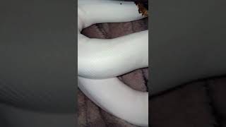 🐍🤍#snake #viralvideo #foryou #reptiles #animals #fypシ#piedballpython