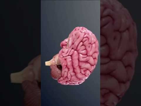 𝑿𝒐𝒕𝒊𝒓𝒂, 𝑶𝒏𝒈 𝒃𝒊𝒍𝒂𝒏 𝒕𝒂𝒏𝒊𝒔𝒉𝒖𝒗 #brain
