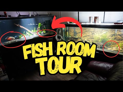 I Filled My Apartment With Live Fish! | Fish Room Tour! 🐠