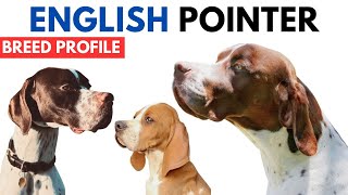 English Pointer Breed Profile History - Price - Traits -  English Pointer Grooming Needs - Lifespan