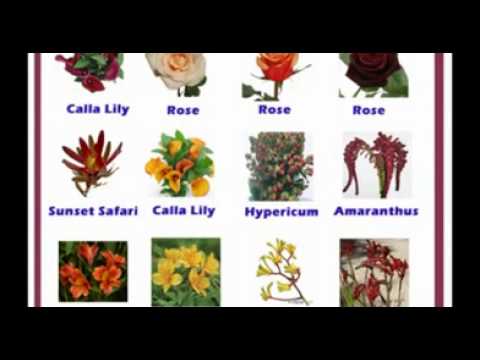 flowers names in hindi